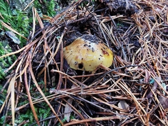 Cortinarius metarius