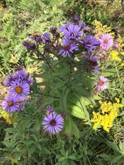 Symphyotrichum novae-angliae