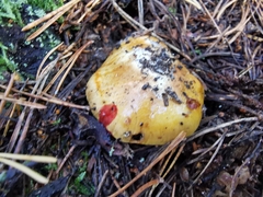 Cortinarius metarius