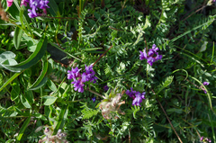 Oxytropis neglecta