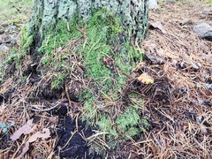 Cortinarius metarius