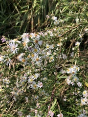 Symphyotrichum lanceolatum