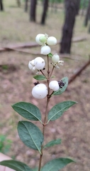Symphoricarpos albus