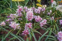 Cymbidium