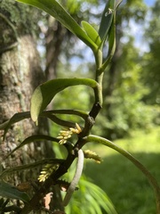 Campylocentrum micranthum