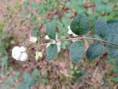 Symphoricarpos albus