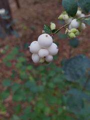 Symphoricarpos albus