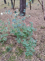 Symphoricarpos albus