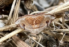 Eublemma brigitta