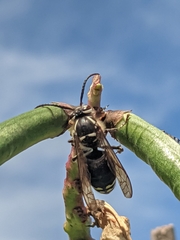 Dolichovespula maculata
