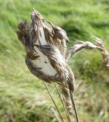 Cheiracanthium punctorium