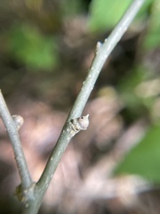 Pachypsylla celtidisgemma