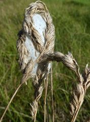 Cheiracanthium punctorium