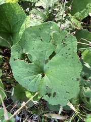 Tussilago farfara