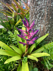 Aechmea fendleri