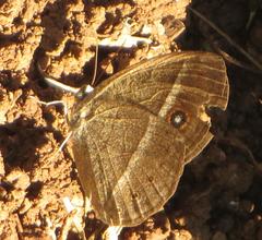 Brakefieldia perspicua perspicua
