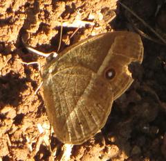 Brakefieldia perspicua perspicua