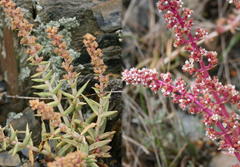 Crassula capitella thyrsiflora