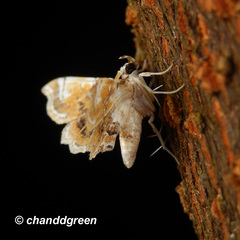 Musotima suffusalis