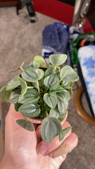 Peperomia