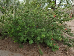 Calliandra californica
