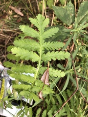 Tanacetum vulgare