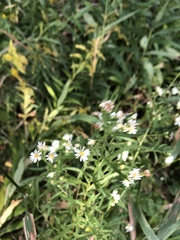 Symphyotrichum lanceolatum