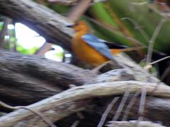 Cossypha natalensis natalensis