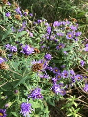 Symphyotrichum novae-angliae