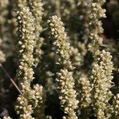 Ifloga repens