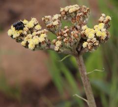 Oxythyrea testaceoguttata