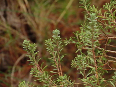 Thymelaea tinctoria