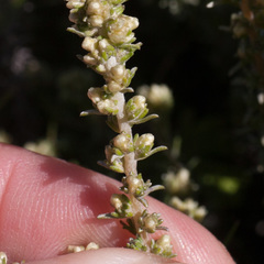 Ifloga repens
