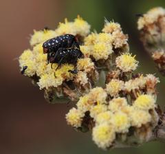 Oxythyrea testaceoguttata