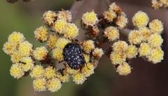 Oxythyrea testaceoguttata