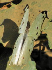 Protogoniomorpha parhassus