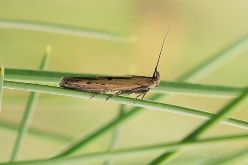 Lagarta-elasmo (Elasmopalpus lignosellus)
