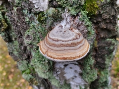 Fomes fomentarius