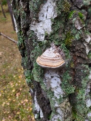 Fomes fomentarius