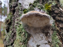 Fomes fomentarius