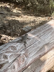 Sceloporus occidentalis longipes