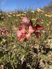Gladiolus meliusculus