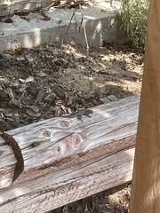 Sceloporus occidentalis longipes