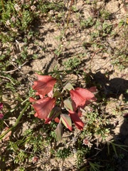 Gladiolus meliusculus