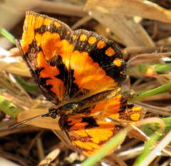 Byblia anvatara acheloia