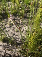Lachenalia variegata