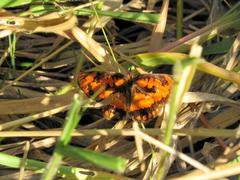 Byblia anvatara acheloia