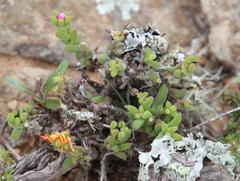 Trichodiadema rogersiae