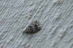 Eudonia lacustrata