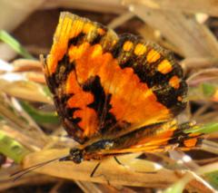Byblia anvatara acheloia